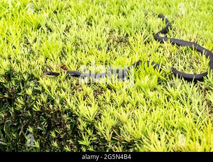 La couleuvre agile noire du sud Coluber constricteur priapus perche sur une brousse à Naples, en Floride. Banque D'Images