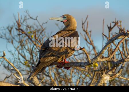 Booby à pieds rouges (Sula sula) perchée sur des branches Banque D'Images