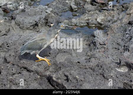 Lave (Galapagos) Heron (Butorides sundevalli) Banque D'Images