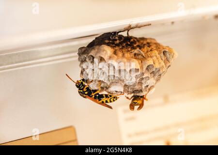 Gros plan sur les guêpes qui construisent une nouvelle vésiculeuse Banque D'Images