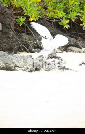Paire d'accouplement de la mouette à queue d'hirondelle (Creagrus furcatus) Banque D'Images