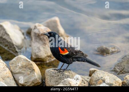 Oiseau-noir ailé rouge, (Agelaius phoeniceus), Homme, oiseau Banque D'Images