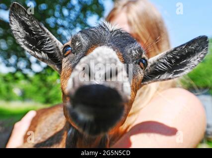 Baden Baden, Allemagne. 10 juin 2021. Dans un espace ouvert dans le quartier de Baden-Baden à Varnhalt, une chèvre naine regarde dans la caméra. La chèvre appartient au troupeau de Sebastian Fritz et Marco Zacharias. Les animaux sont censés manger les haies, les buissons et l'herbe sur les prés. (À dpa « Agrating with bleating female Employees ») Credit: Uli Deck/dpa/Alay Live News Banque D'Images