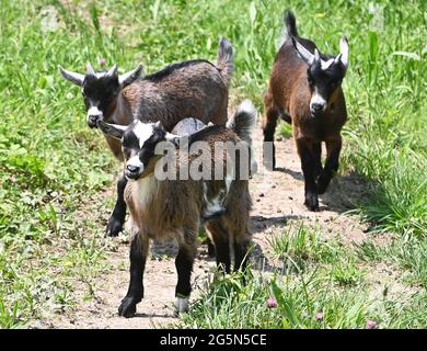 Baden Baden, Allemagne. 10 juin 2021. Les chèvres naines restent dans un espace ouvert dans le quartier de Baden-Baden à Varnhalt. Les chèvres appartiennent au troupeau de Sebastian Fritz et Marco Zacharias. Les animaux sont censés manger les haies, les buissons et l'herbe sur les prés. (À dpa « Agrating with bleating female Employees ») Credit: Uli Deck/dpa/Alay Live News Banque D'Images