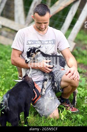 Baden Baden, Allemagne. 10 juin 2021. Sebastian Fritz tient un animal de son troupeau de chèvres naines dans ses bras dans un espace ouvert dans le district de Baden-Baden à Varnhalt. Les animaux sont censés tondre les haies, les buissons et l'herbe sur les prairies. (À dpa « Agrating with bleating female Employees ») Credit: Uli Deck/dpa/Alay Live News Banque D'Images