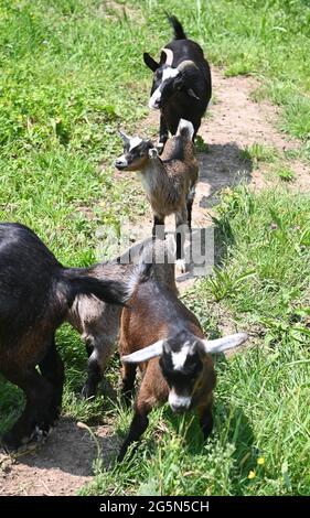 Baden Baden, Allemagne. 10 juin 2021. Les chèvres naines restent dans un espace ouvert dans le quartier de Baden-Baden à Varnhalt. Les chèvres appartiennent au troupeau de Sebastian Fritz et Marco Zacharias. Les animaux sont censés manger les haies, les buissons et l'herbe sur les prés. (À dpa « Agrating with bleating female Employees ») Credit: Uli Deck/dpa/Alay Live News Banque D'Images