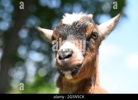 Baden Baden, Allemagne. 10 juin 2021. Dans un espace ouvert dans le quartier de Baden-Baden à Varnhalt, une chèvre naine regarde dans la caméra. La chèvre appartient au troupeau de Sebastian Fritz et Marco Zacharias. Les animaux sont censés manger les haies, les buissons et l'herbe sur les prés. (À dpa « Agrating with bleating female Employees ») Credit: Uli Deck/dpa/Alay Live News Banque D'Images