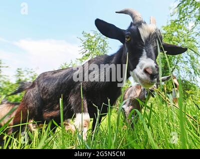 Baden Baden, Allemagne. 10 juin 2021. Dans un espace ouvert dans le quartier de Baden-Baden à Varnhalt, une chèvre naine regarde dans la caméra. La chèvre appartient au troupeau de Sebastian Fritz et Marco Zacharias. Les animaux sont censés manger les haies, les buissons et l'herbe sur les prés. (À dpa « Agrating with bleating female Employees ») Credit: Uli Deck/dpa/Alay Live News Banque D'Images