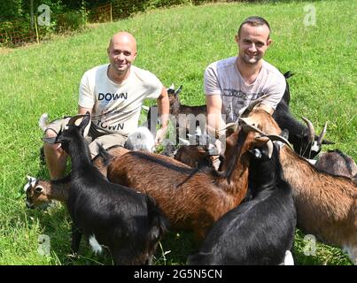 Baden Baden, Allemagne. 10 juin 2021. Marco Zacharias (l) et Sebastian Fritz s'assoient dans un espace ouvert dans le district de Baden-Baden à Varnhalt, au milieu des chèvres naines de leur troupeau. Les animaux sont censés manger les haies, les buissons et l'herbe sur les prés. (À dpa « Agrating with bleating female Employees ») Credit: Uli Deck/dpa/Alay Live News Banque D'Images