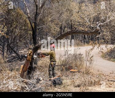 Une sawyer sur une équipe de lutte contre les incendies coupe un arbre endommagé dans un incendie de forêt pour atténuer son risque de chute sur la route. Banque D'Images