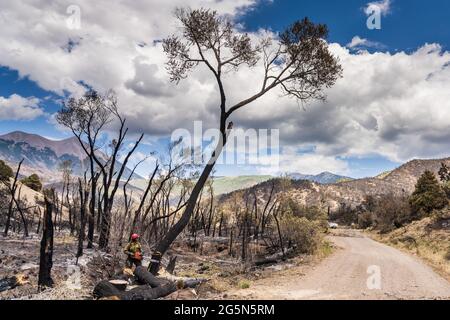 Une sawyer sur une équipe de lutte contre les incendies coupe un arbre endommagé dans un incendie de forêt pour atténuer son risque de chute sur la route. Banque D'Images