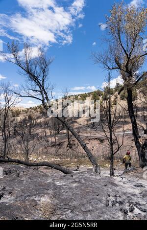 Une sawyer sur une équipe de lutte contre les incendies coupe un arbre endommagé dans un incendie de forêt pour atténuer son risque de chute sur la route. Banque D'Images