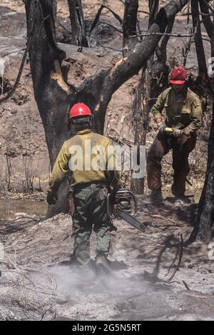 Une sawyer sur une équipe de lutte contre les incendies en plein air traverse la cendre d'un feu de forêt avec sa tronçonneuse. Moab, Utah. Banque D'Images