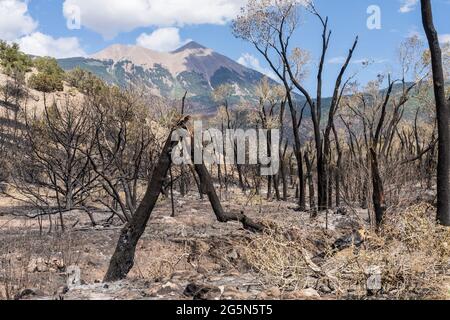 Des cotonwood ont brûlé le long de Pack Creek près du point d'inflammation d'un feu de forêt qui a fini par brûler 9,000 acres. Banque D'Images