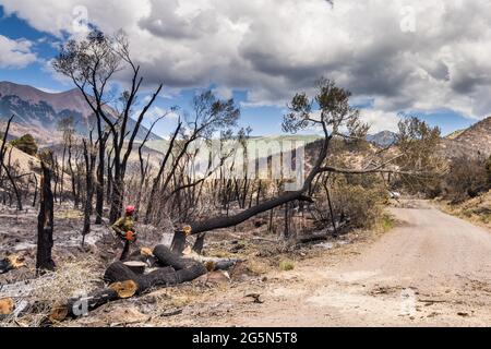 Une sawyer sur une équipe de lutte contre les incendies coupe un arbre endommagé dans un incendie de forêt pour atténuer son risque de chute sur la route. Banque D'Images