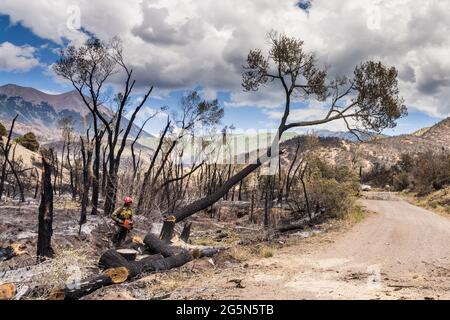 Une sawyer sur une équipe de lutte contre les incendies coupe un arbre endommagé dans un incendie de forêt pour atténuer son risque de chute sur la route. Banque D'Images