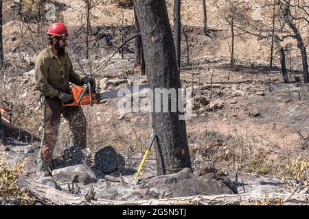 Une sawyer sur une équipe de lutte contre les incendies coupe un arbre endommagé dans un incendie de forêt pour atténuer son risque de chute sur la route. Banque D'Images