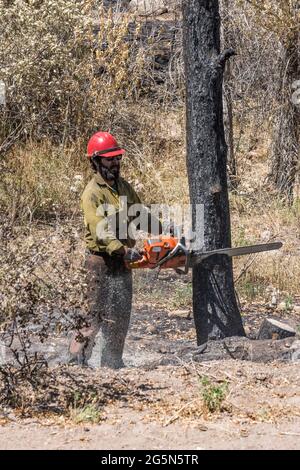 Une sawyer sur une équipe de lutte contre les incendies coupe un arbre endommagé dans un incendie de forêt pour atténuer son risque de chute sur la route. Banque D'Images