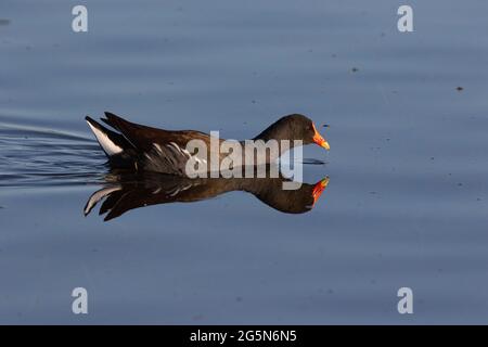 Un Moorhen commun adulte dans le plumage reproducteur, Gallinula chloropus, se reflète dans l'eau libre de la réserve naturelle nationale Merced de Californie. Banque D'Images