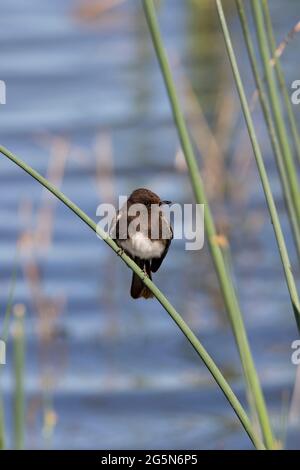 Un Phoebe noir adulte, Sayornis nigricans, perche sur un bulkrush à tige dure, en attendant la proie d'insectes, à la réserve naturelle nationale Merced de Californie. Banque D'Images