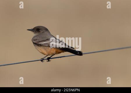 Un adulte Say's Phoebe, Sayornis saya, perché sur un fil dans la zone écologique des Prairies de Californie, dans la vallée de San Joaquin. Banque D'Images