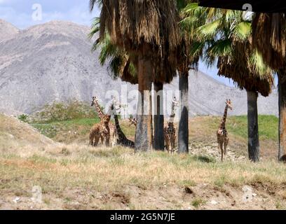 Palm Desert, Californie, États-Unis 24 juin 2021 UNE vue générale de l'atmosphère des girafes réticulés au Living Desert Zoo & Gardens le 24 juin 2021 à Palm Desert, Californie, États-Unis. Photo par Barry King/Alay stock photo Banque D'Images