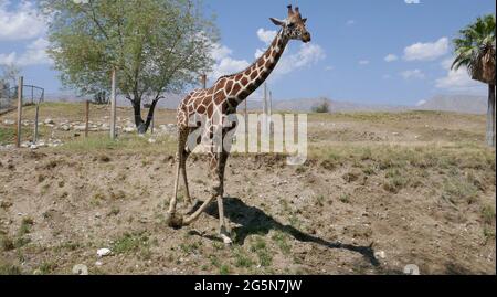 Palm Desert, Californie, États-Unis 24 juin 2021 UNE vue générale de l'atmosphère de la girafe réticulée au Living Desert Zoo & Gardens le 24 juin 2021 à Palm Desert, Californie, États-Unis. Photo par Barry King/Alay stock photo Banque D'Images