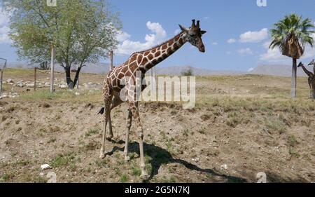 Palm Desert, Californie, États-Unis 24 juin 2021 UNE vue générale de l'atmosphère de la girafe réticulée au Living Desert Zoo & Gardens le 24 juin 2021 à Palm Desert, Californie, États-Unis. Photo par Barry King/Alay stock photo Banque D'Images