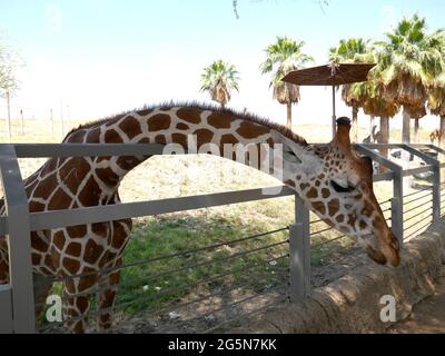 Palm Desert, Californie, États-Unis 24 juin 2021 UNE vue générale de l'atmosphère de la girafe réticulée au Living Desert Zoo & Gardens le 24 juin 2021 à Palm Desert, Californie, États-Unis. Photo par Barry King/Alay stock photo Banque D'Images