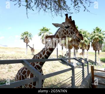 Palm Desert, Californie, États-Unis 24 juin 2021 UNE vue générale de l'atmosphère de la girafe réticulée au Living Desert Zoo & Gardens le 24 juin 2021 à Palm Desert, Californie, États-Unis. Photo par Barry King/Alay stock photo Banque D'Images