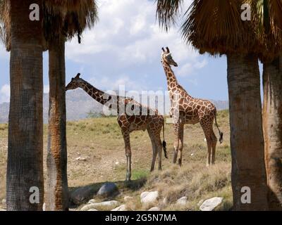 Palm Desert, Californie, États-Unis 24 juin 2021 UNE vue générale de l'atmosphère des girafes réticulés au Living Desert Zoo & Gardens le 24 juin 2021 à Palm Desert, Californie, États-Unis. Photo par Barry King/Alay stock photo Banque D'Images