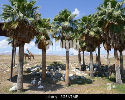 Palm Desert, Californie, États-Unis 24 juin 2021 UNE vue générale de l'atmosphère des girafes réticulés au Living Desert Zoo & Gardens le 24 juin 2021 à Palm Desert, Californie, États-Unis. Photo par Barry King/Alay stock photo Banque D'Images
