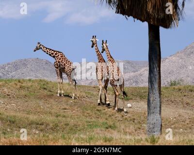 Palm Desert, Californie, États-Unis 24 juin 2021 UNE vue générale de l'atmosphère des girafes réticulés au Living Desert Zoo & Gardens le 24 juin 2021 à Palm Desert, Californie, États-Unis. Photo par Barry King/Alay stock photo Banque D'Images