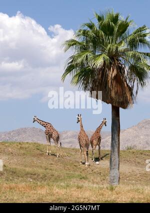 Palm Desert, Californie, États-Unis 24 juin 2021 UNE vue générale de l'atmosphère des girafes réticulés au Living Desert Zoo & Gardens le 24 juin 2021 à Palm Desert, Californie, États-Unis. Photo par Barry King/Alay stock photo Banque D'Images