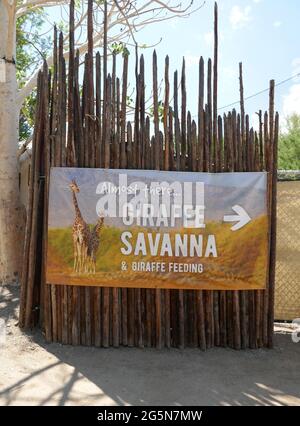 Palm Desert, Californie, États-Unis 24 juin 2021 UNE vue générale de l'atmosphère de Giraffe Savanna au Living Desert Zoo & Gardens le 24 juin 2021 à Palm Desert, Californie, États-Unis. Photo par Barry King/Alay stock photo Banque D'Images