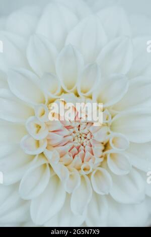 Dahlia blanc et crème, photos détaillées de pétales avec macro gros plan du centre de la fleur. Banque D'Images