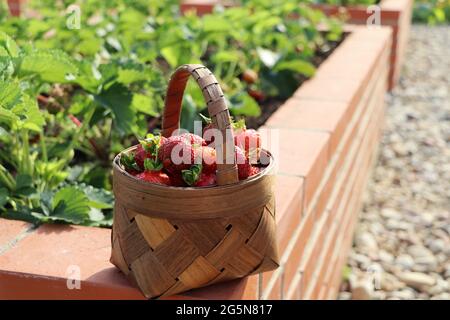 Un jardin de légumes moderne avec des lits à visière surélevée . Lits surélevés jardinage dans un jardin urbain . Panier rempli de fraise Banque D'Images