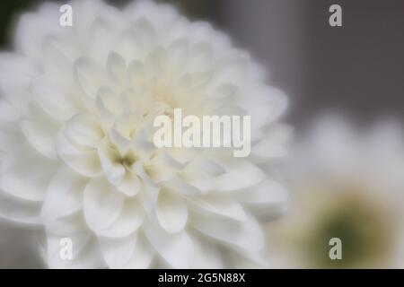 Dahlia blanc et crème, photos détaillées de pétales avec macro gros plan du centre de la fleur. Banque D'Images