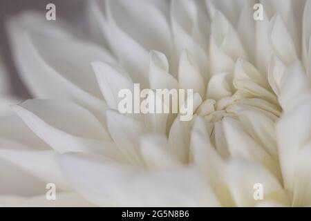 Dahlia blanc et crème, photos détaillées de pétales avec macro gros plan du centre de la fleur. Banque D'Images