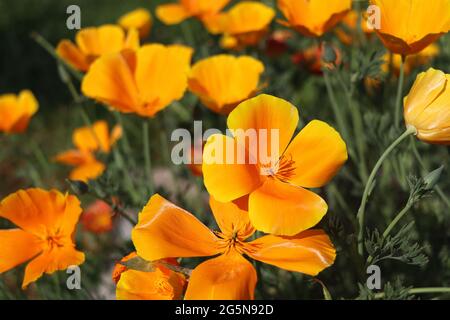 Fleurs jaunes d'eschscholzia californica ou coquelicot californien doré, coupe d'or, plante florale de la famille des papaveraceae Banque D'Images