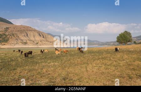 Un petit troupeau de vaches laitières qui broutage près d'une rivière et d'un barrage dans les montagnes Banque D'Images