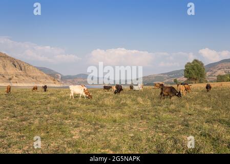 Un petit troupeau de vaches laitières qui broutage près d'une rivière et d'un barrage dans les montagnes Banque D'Images