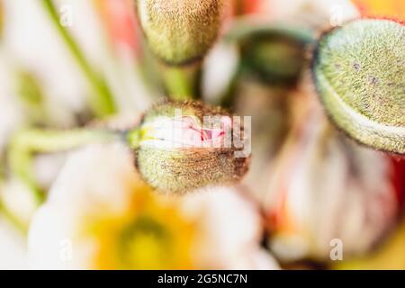 Fleurs de pavot avec un foyer sur une fleur, gros plan macro détail du centre de la fleur. Papapaveraceae Banque D'Images