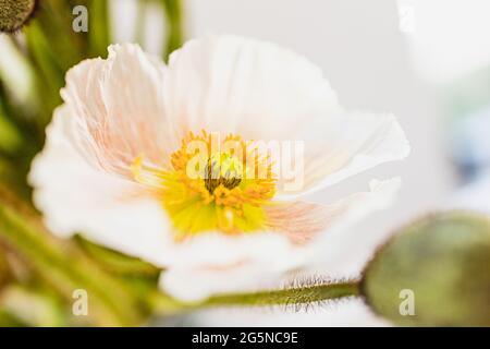 Fleurs de pavot avec un foyer sur une fleur, gros plan macro détail du centre de la fleur. Papapaveraceae Banque D'Images