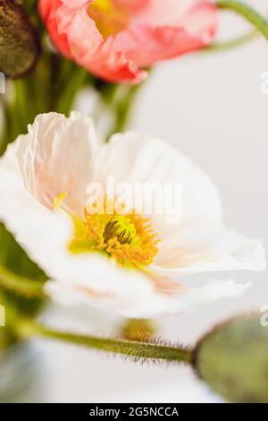 Fleurs de pavot avec un foyer sur une fleur, gros plan macro détail du centre de la fleur. Papapaveraceae Banque D'Images