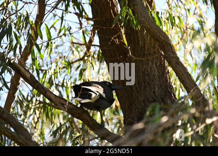 Un currawong à pied à la recherche de l'ombre dans un eucalyptus Banque D'Images