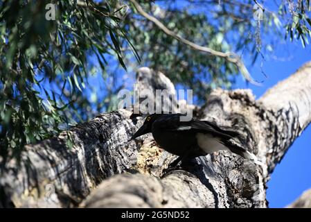 Un currawong à pied, perché au sommet d'un eucalyptus, avec des fragments d'écorce dans son bec Banque D'Images