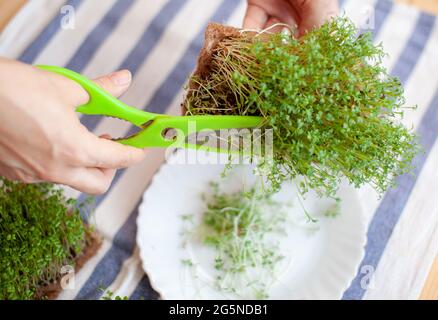 Micro-arugula verte ou pousses de moutarde dans un bol sur une serviette de table. Potager micro culture verte. La femme coupe les micro-verts avec Banque D'Images