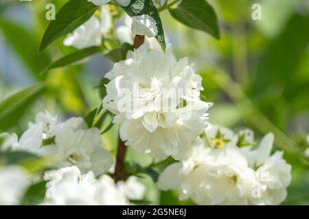 Le jasmin blanc fleurit sur un Bush, branche de jasmin de près Banque D'Images