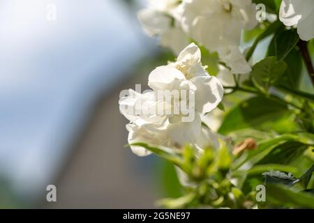Le jasmin blanc fleurit sur un Bush, branche de jasmin de près Banque D'Images